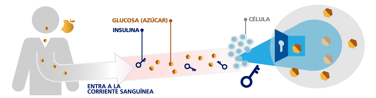 El cuerpo descompone los alimentos en glucosa para utilizarlos como ilustración energética