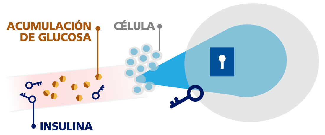 Acumulación de glucosa en sangre en la ilustración sanguínea